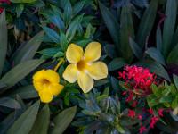 Scharlachrote Ixora und gelbe Trompetenblüte